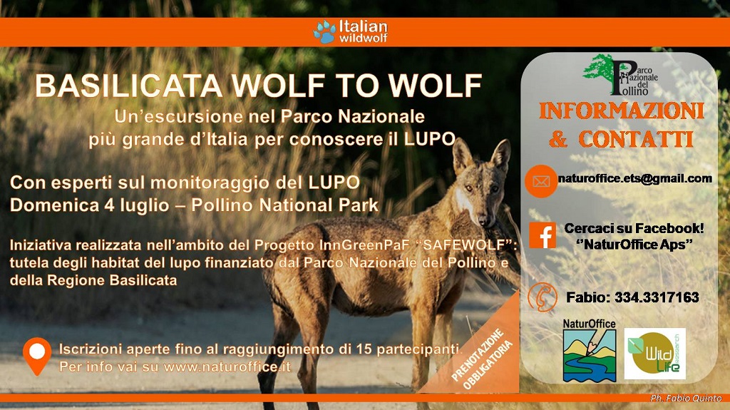 Basilicata Wolf to Wolf: escursione per conoscere il lupo