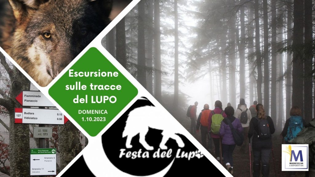 Festa del lupo 2023: Escursione sulle tracce dei lupi – 1 ottobre 2023