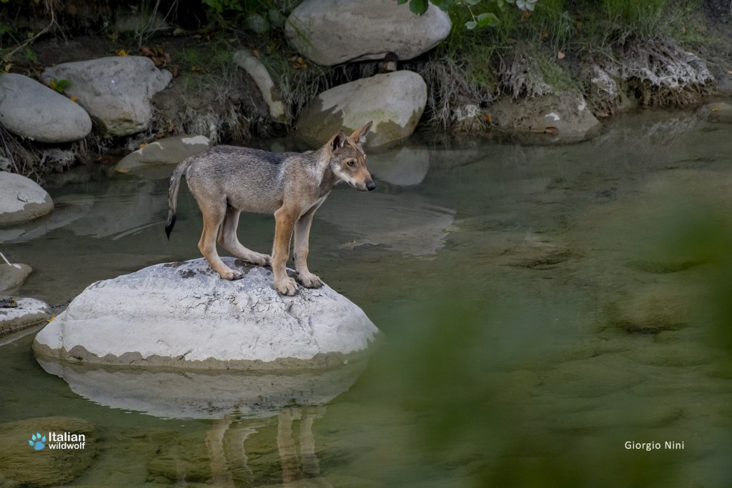 Festa del lupo 2023 – Mostra fotografica: Nel mondo dei lupi