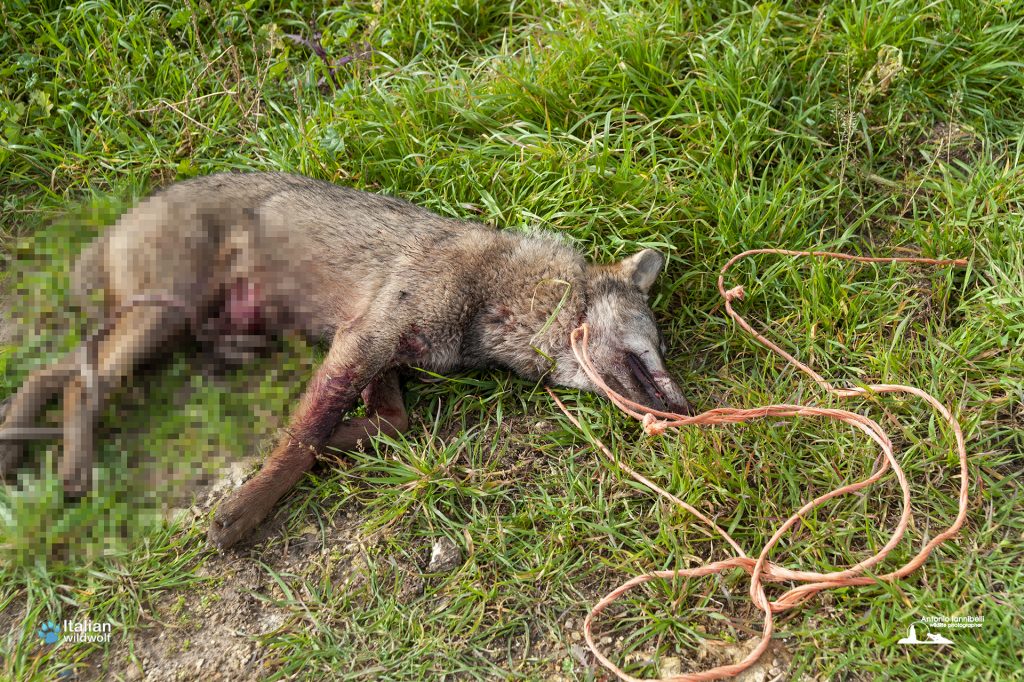 Mille lupi muoiono ogni anno per mano dell’uomo