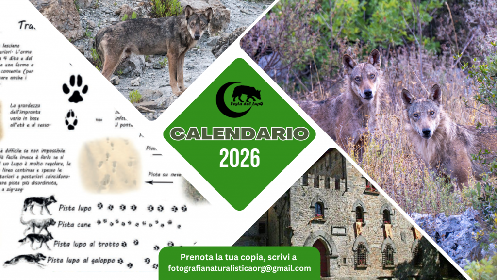 Calendario 2026 – Edizione speciale Festa del lupo