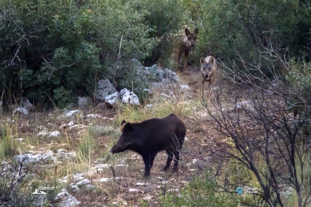 Un bosco sano ulula. I NO al declassamento del lupo