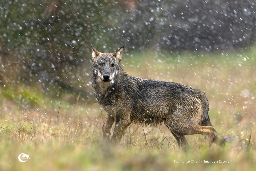 Mostra Nel mondo dei lupi 2025 – Resoconto e foto preferite dal pubblico