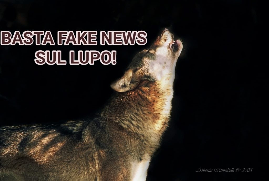 Basta fake news sul lupo