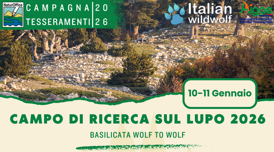 Campo di ricerca sul lupo 2026: due giorni nel Parco del Pollino