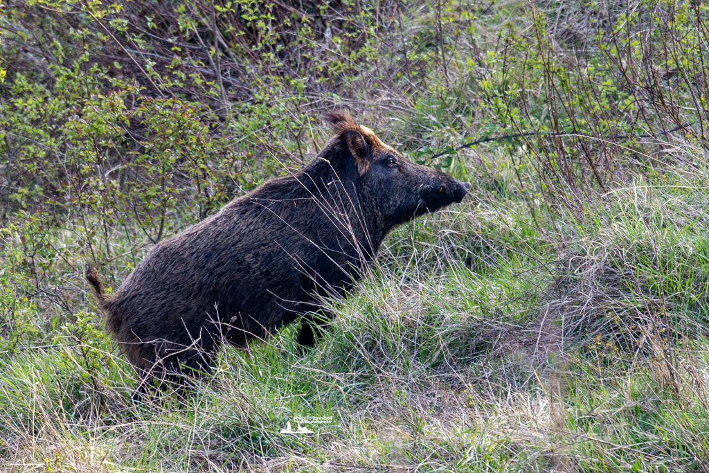 Gestione dei cinghiali: abbiamo le prove