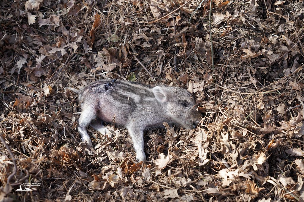 Che peste questo lupo, falsi miti sulla diffusione della PSA